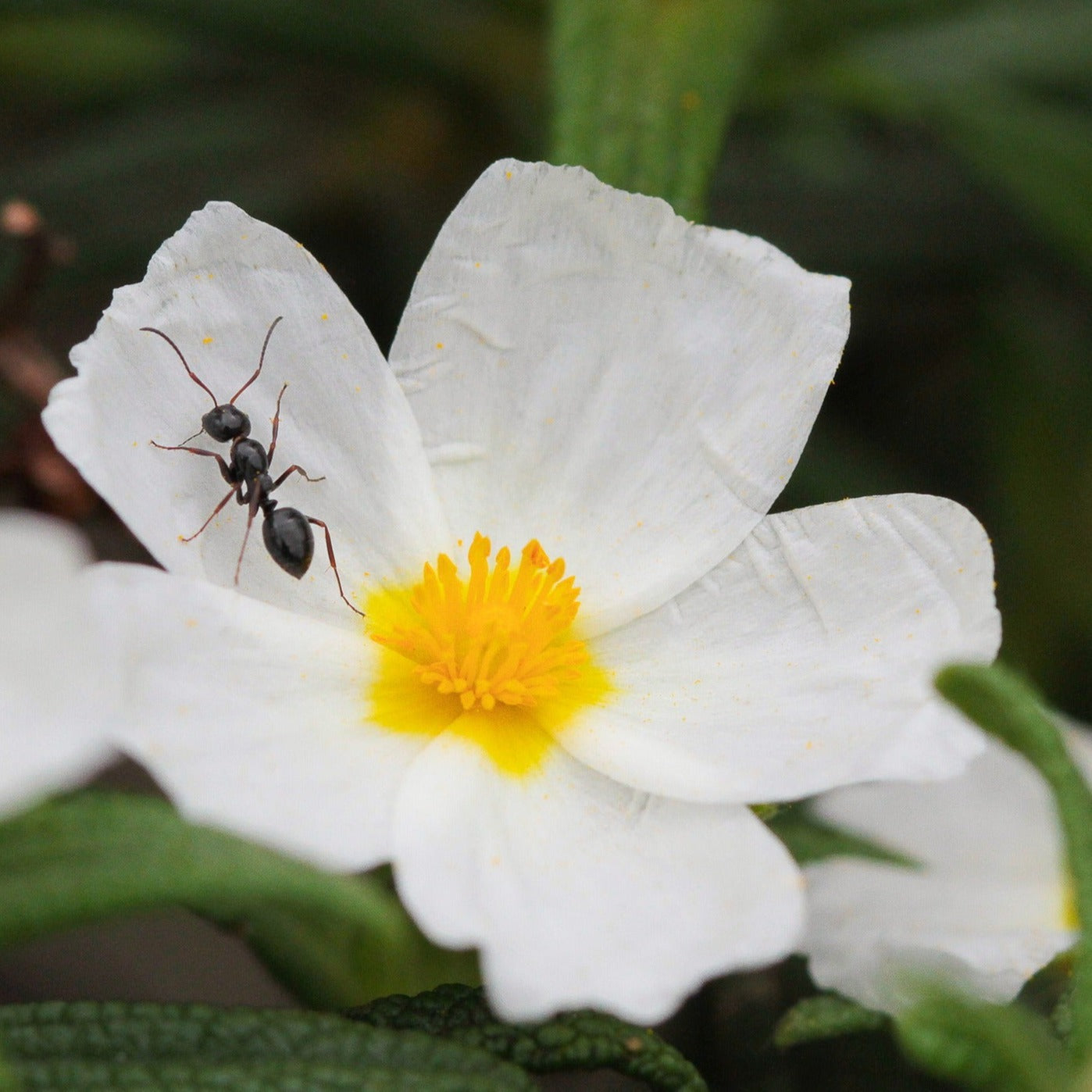 Cistus x Corbariensis - Ciste des Corbières - Volume 3L / 30-50cm