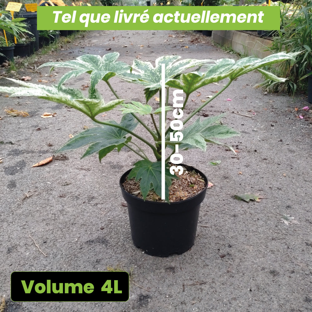 Aralia Japonica Spider Web - Volume 4L / 30-50cm