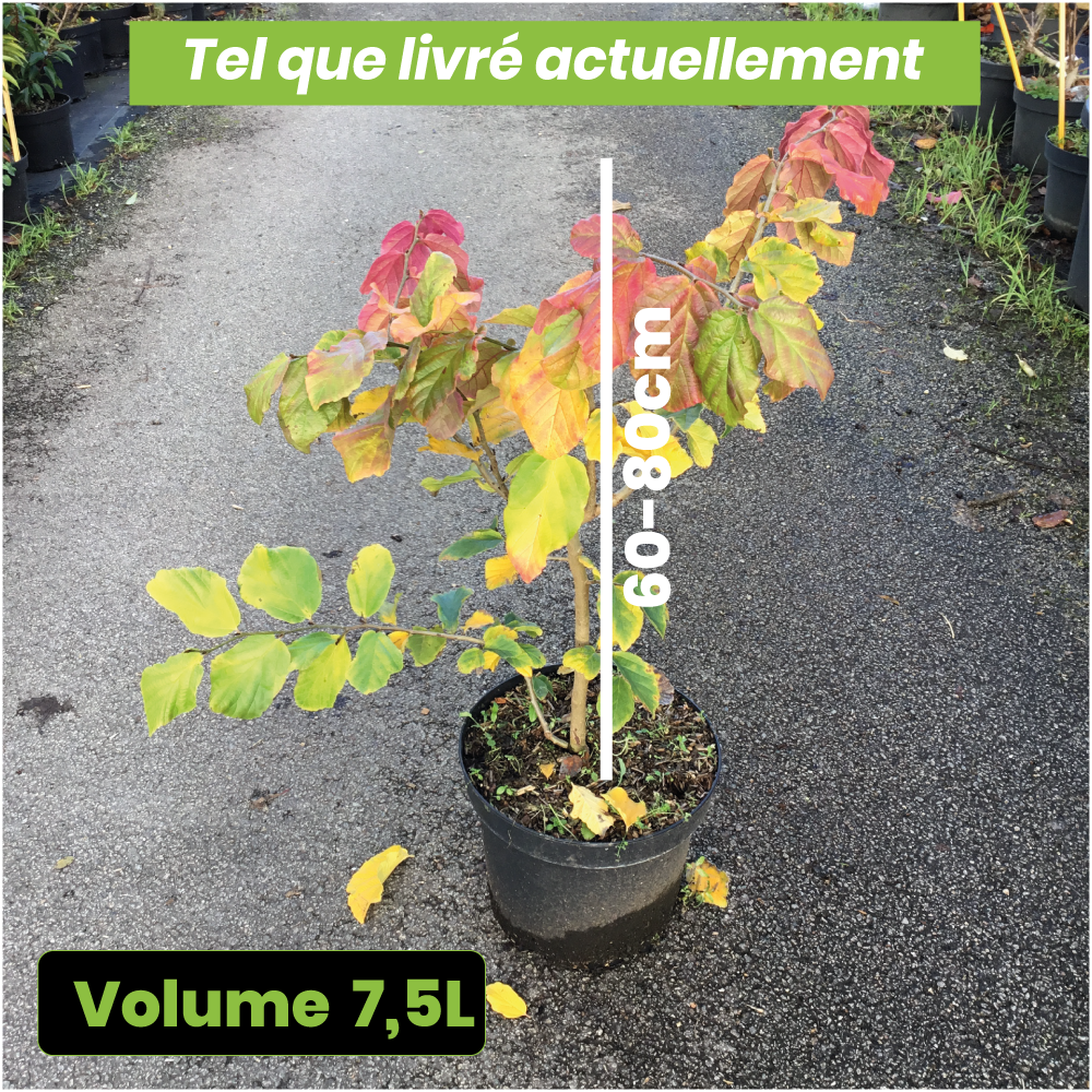 Parrotia Persica - Arbre de fer