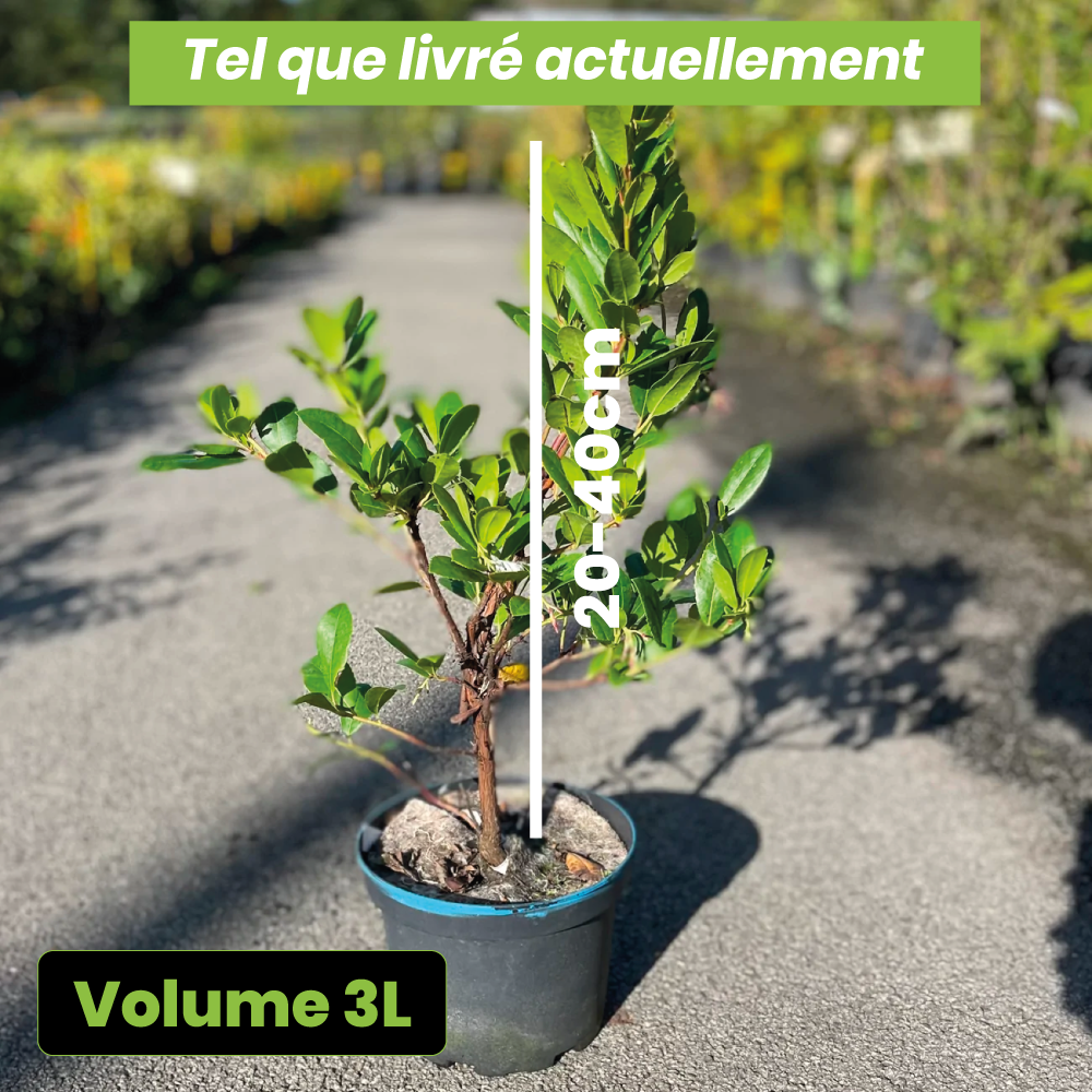 Arbutus unedo atlantic - Arbousier - Volume 3L / 20-40cm