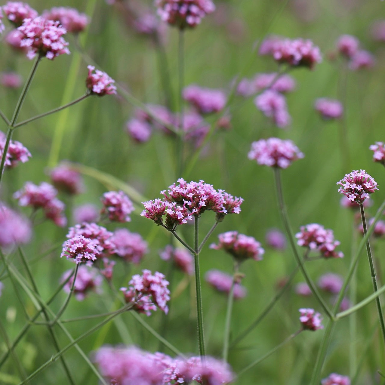 Verbena bonariensis lollipop