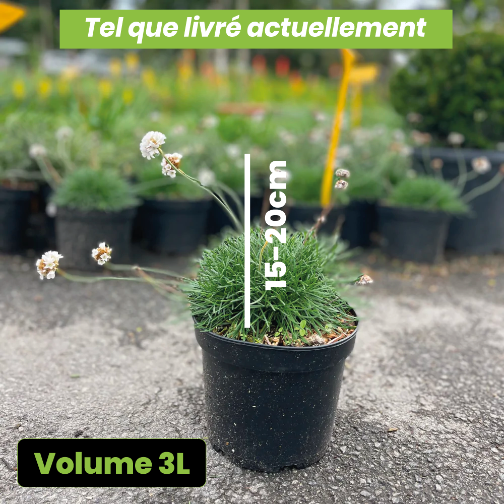 Armeria maritima Alba - Volume 3L / 15-20cm