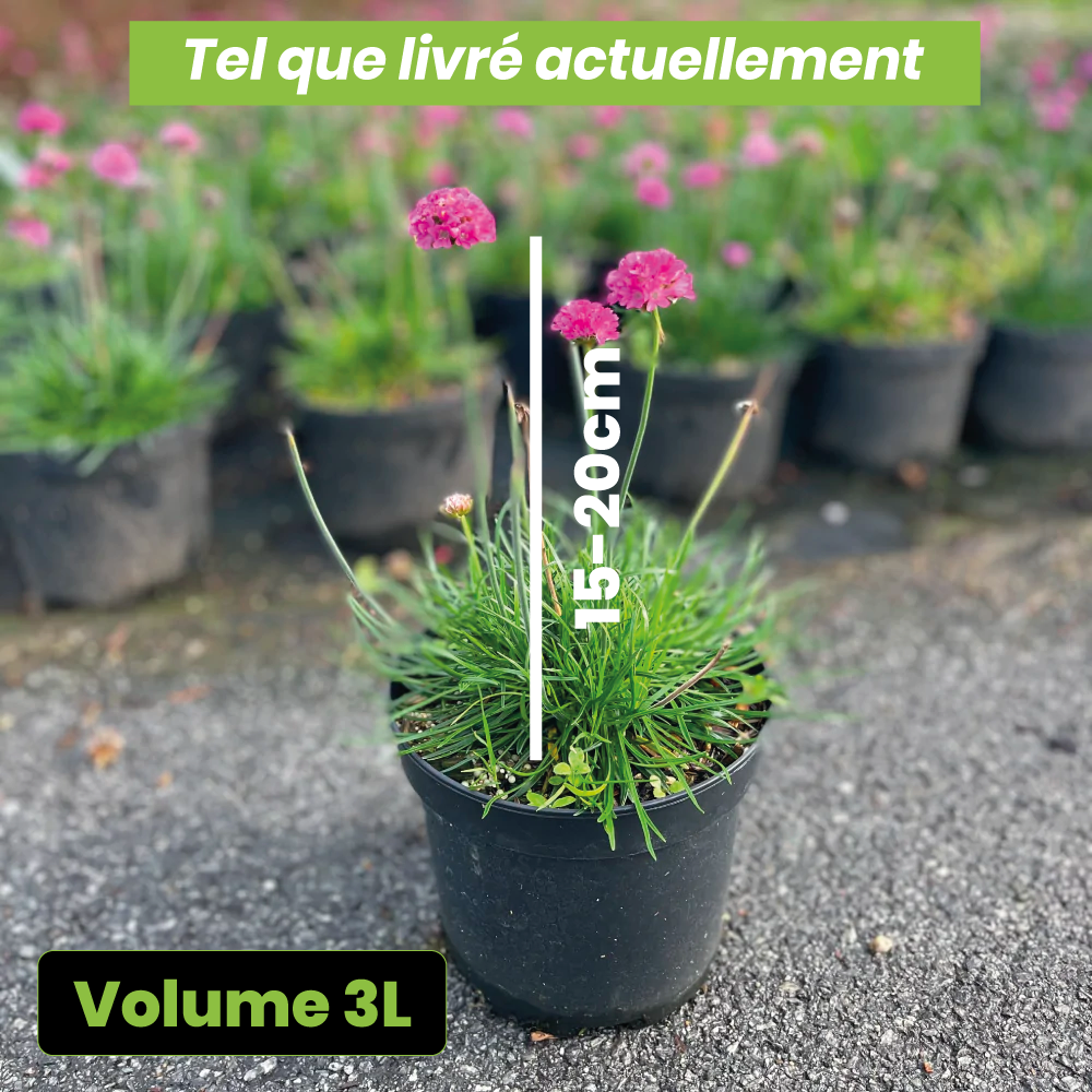 Armeria maritima rose - Volume 3L / 15-20cm