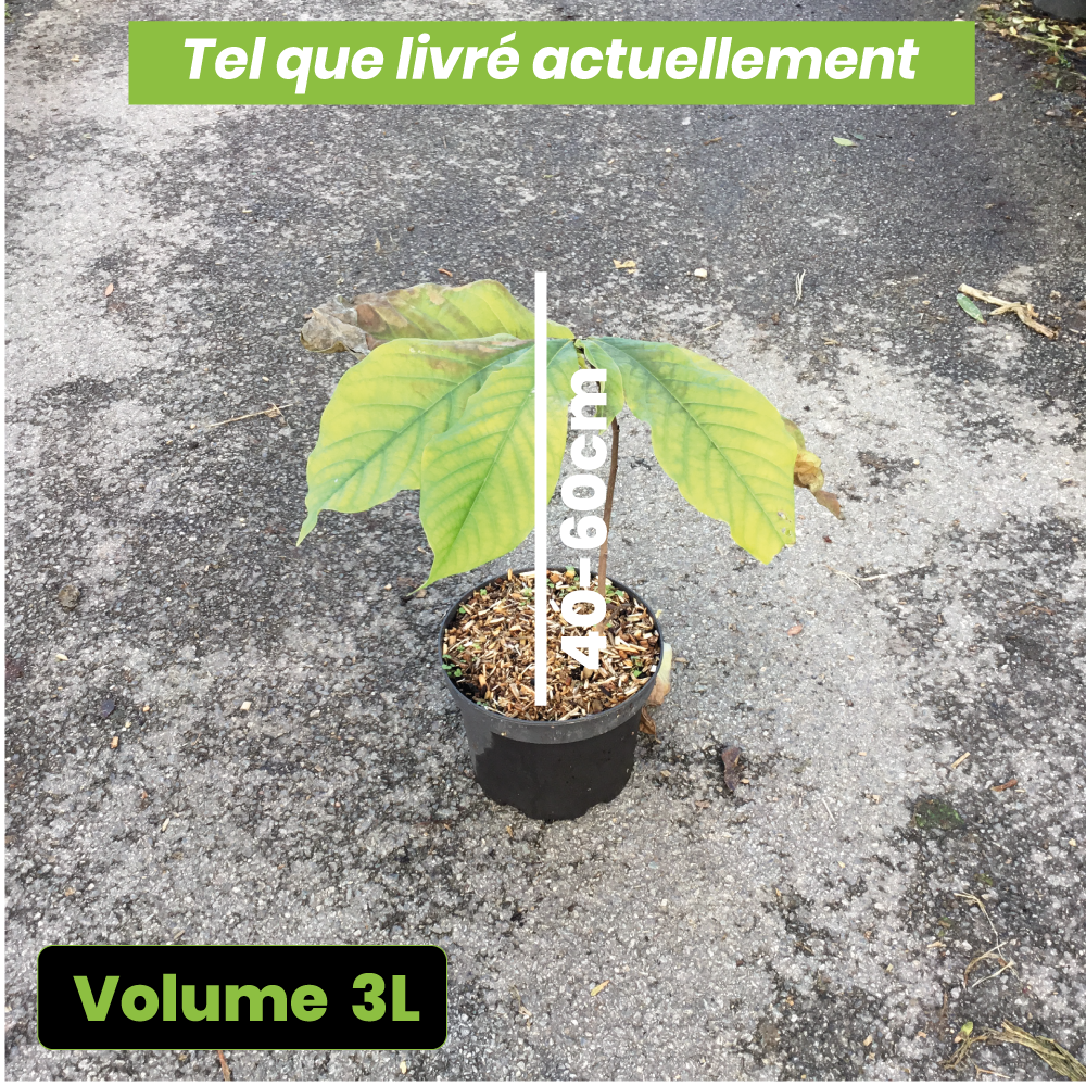 Asimina Triloba (Paw-Paw) - Volume 3L / 40-60cm