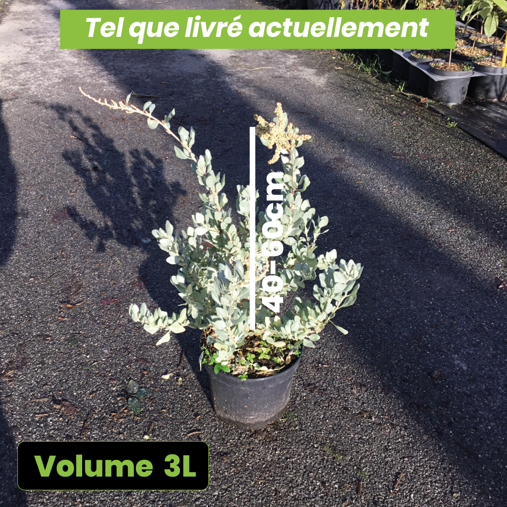Atriplex Halimus - Volume 3L / 40-60cm