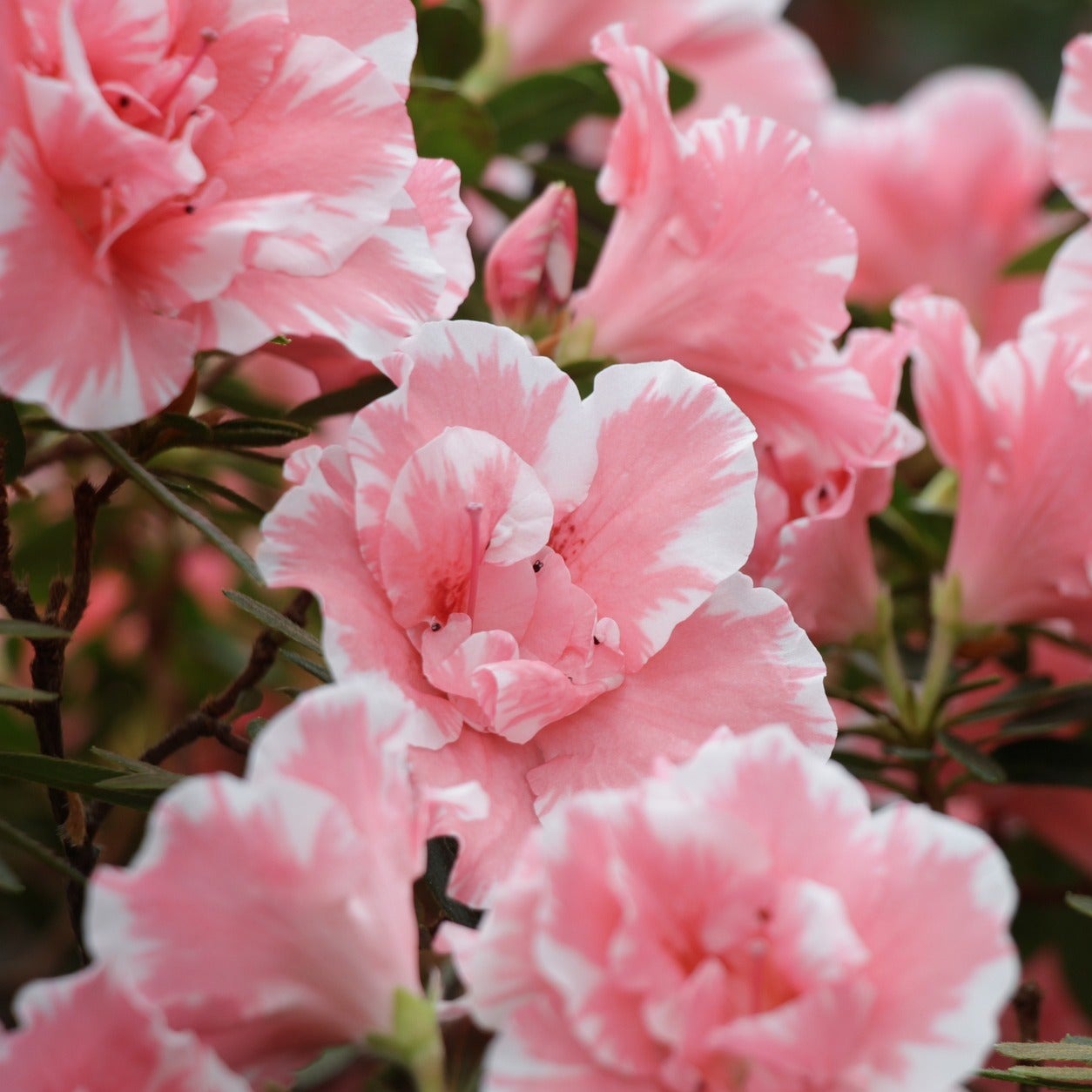 Azalea Japonica Ben Morrison - Volume 3L / 30-40cm