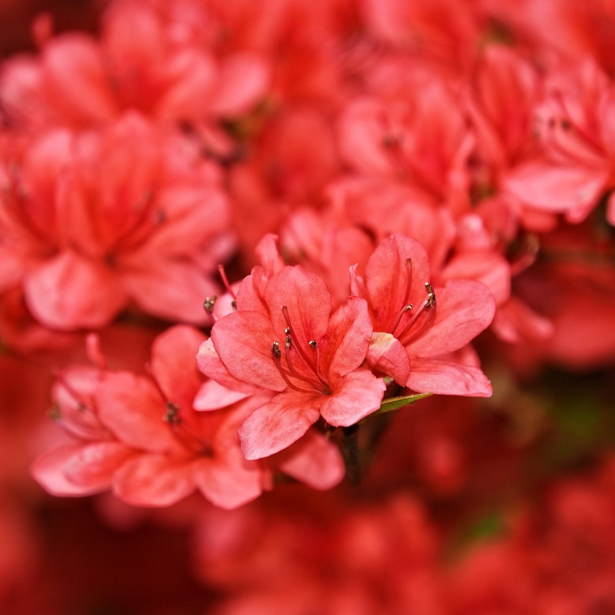 Azalea Japonica Fête des Mères