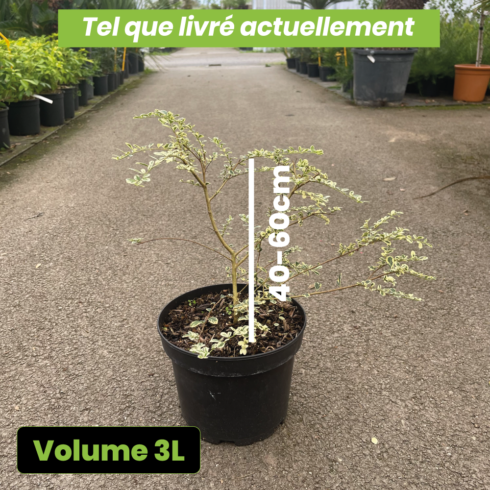 Azara Microphylla Variegata - Volume 3L / 30-40cm