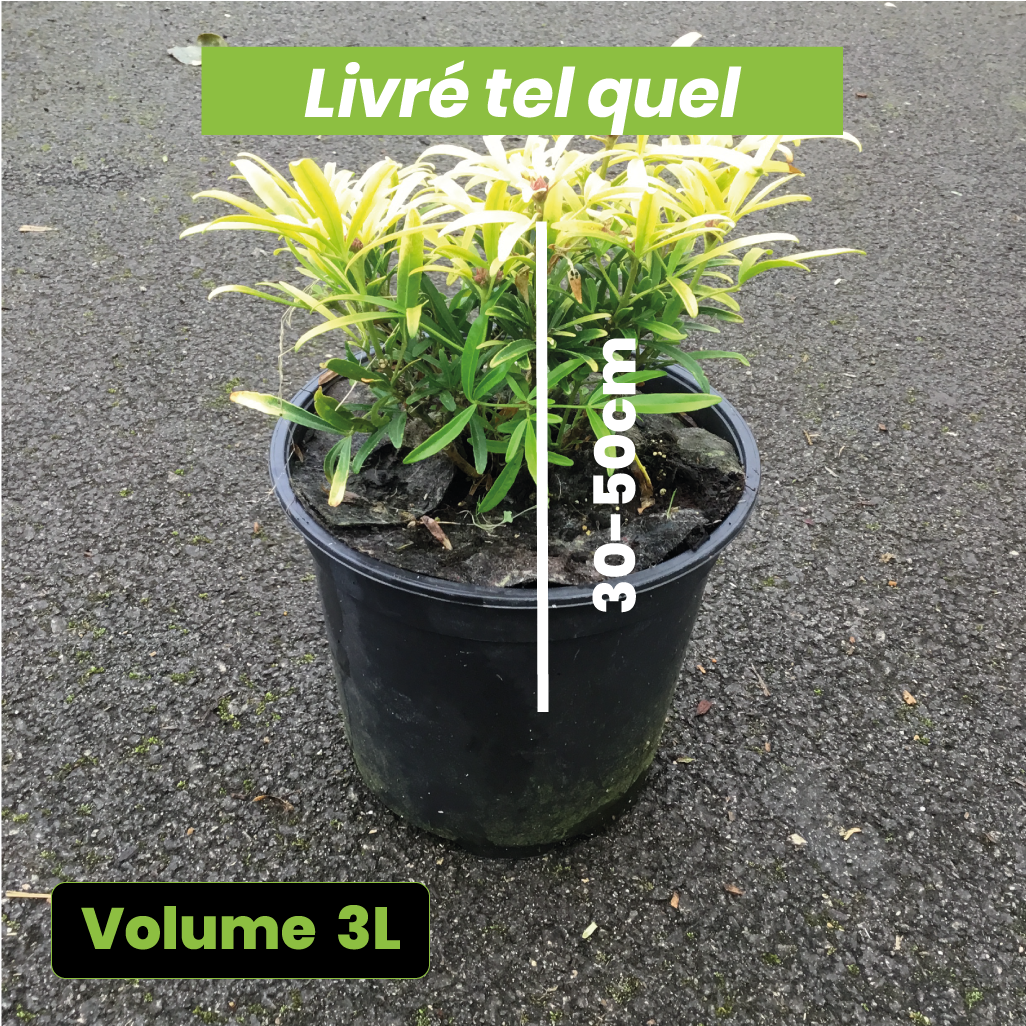 Choisya Ternata Aztec Gold - Volume 3L / 30-50cm