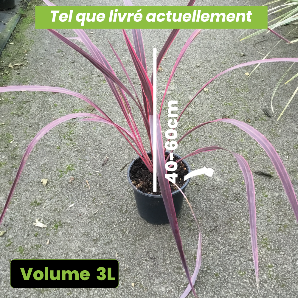 Cordyline Banksii Electric Pink - Volume 3L / 40-60cm