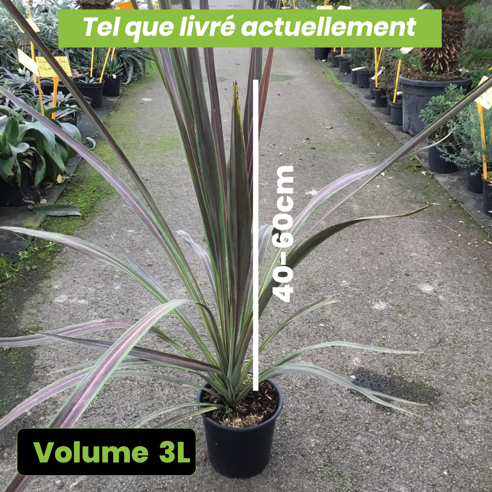 Cordyline Banksii Electric Star - Volume 3L / 40-60cm