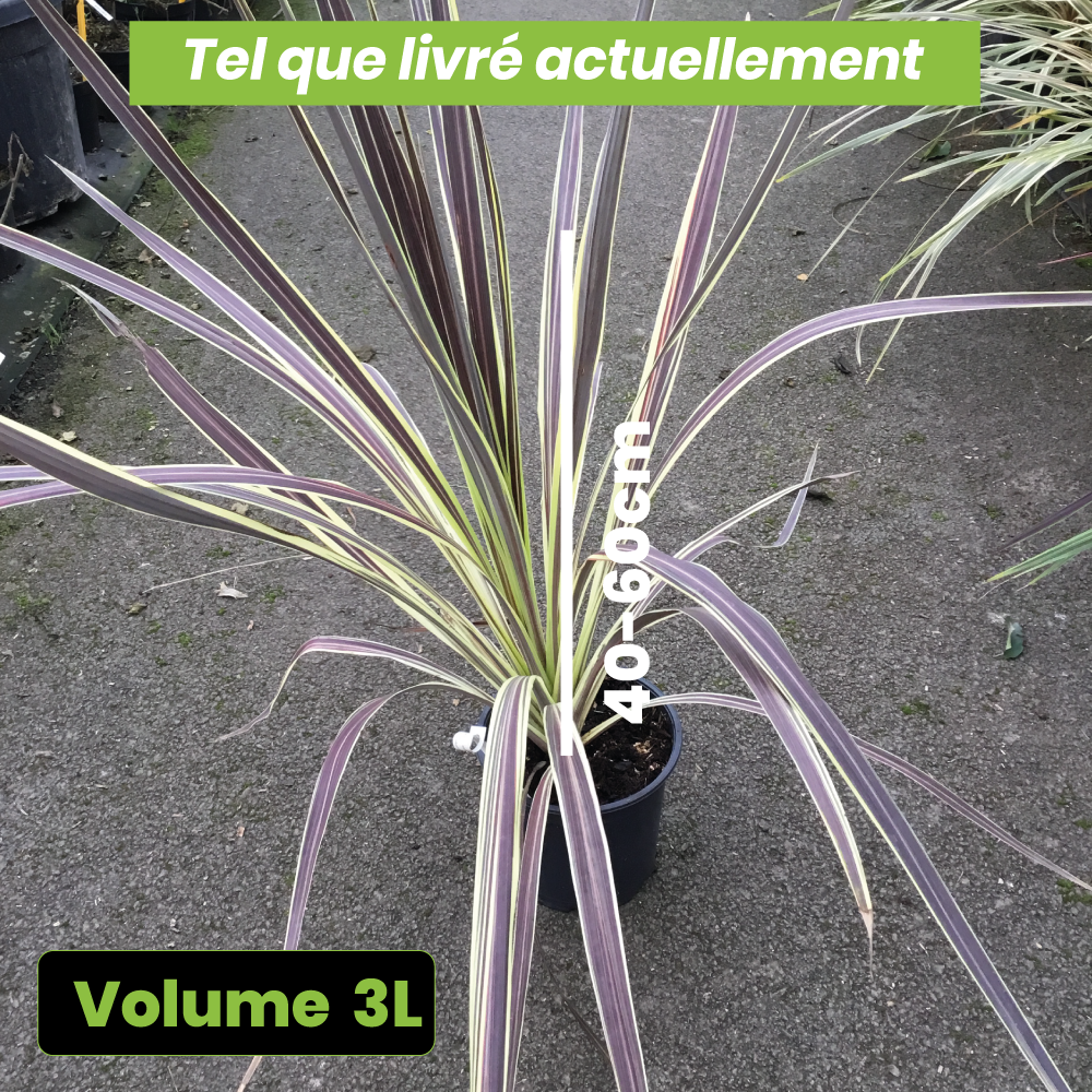 Cordyline Banksii Electric Flash - Volume 3L / 40-60cm