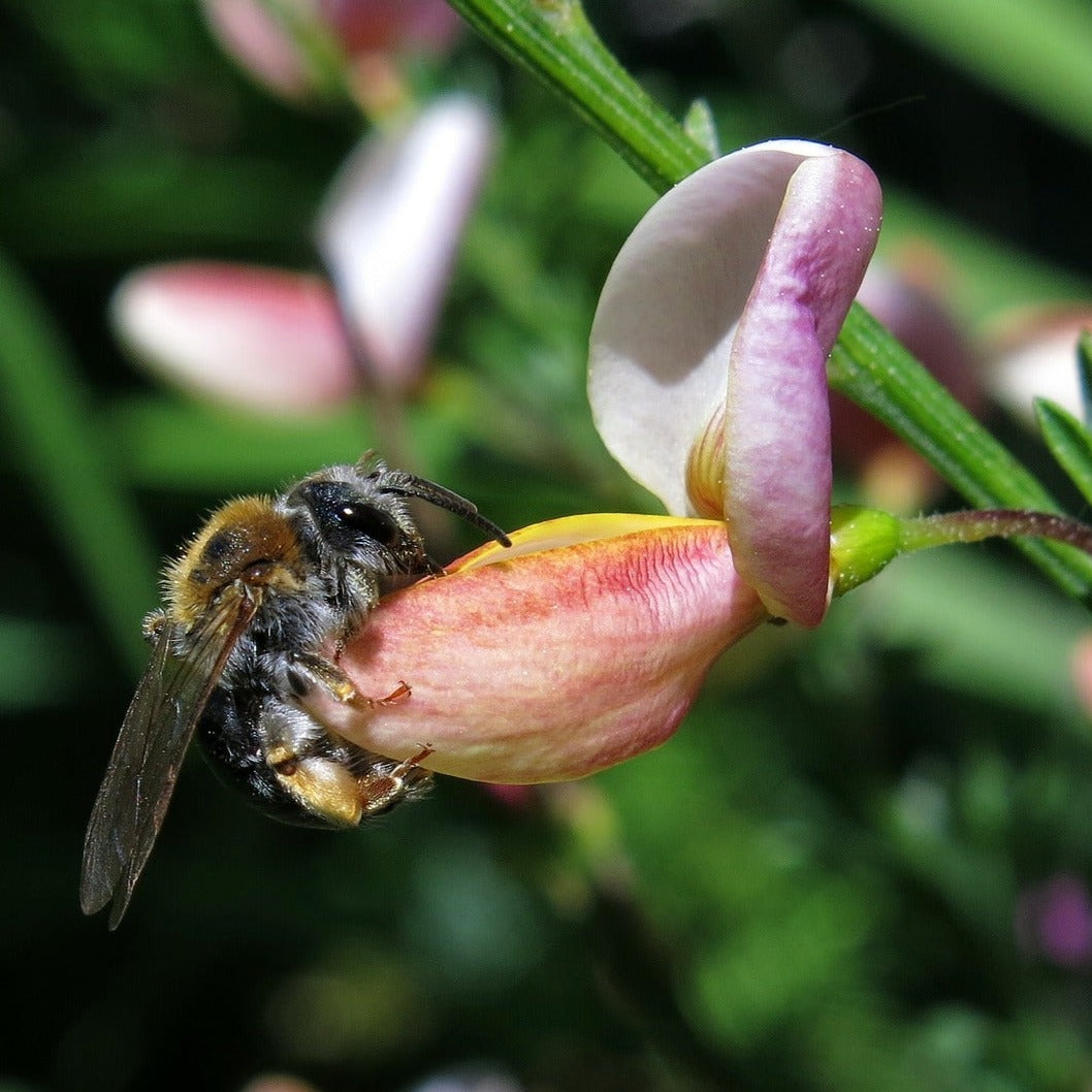 Cytisus Scoparius lena - Volume 3L / 40-60cm