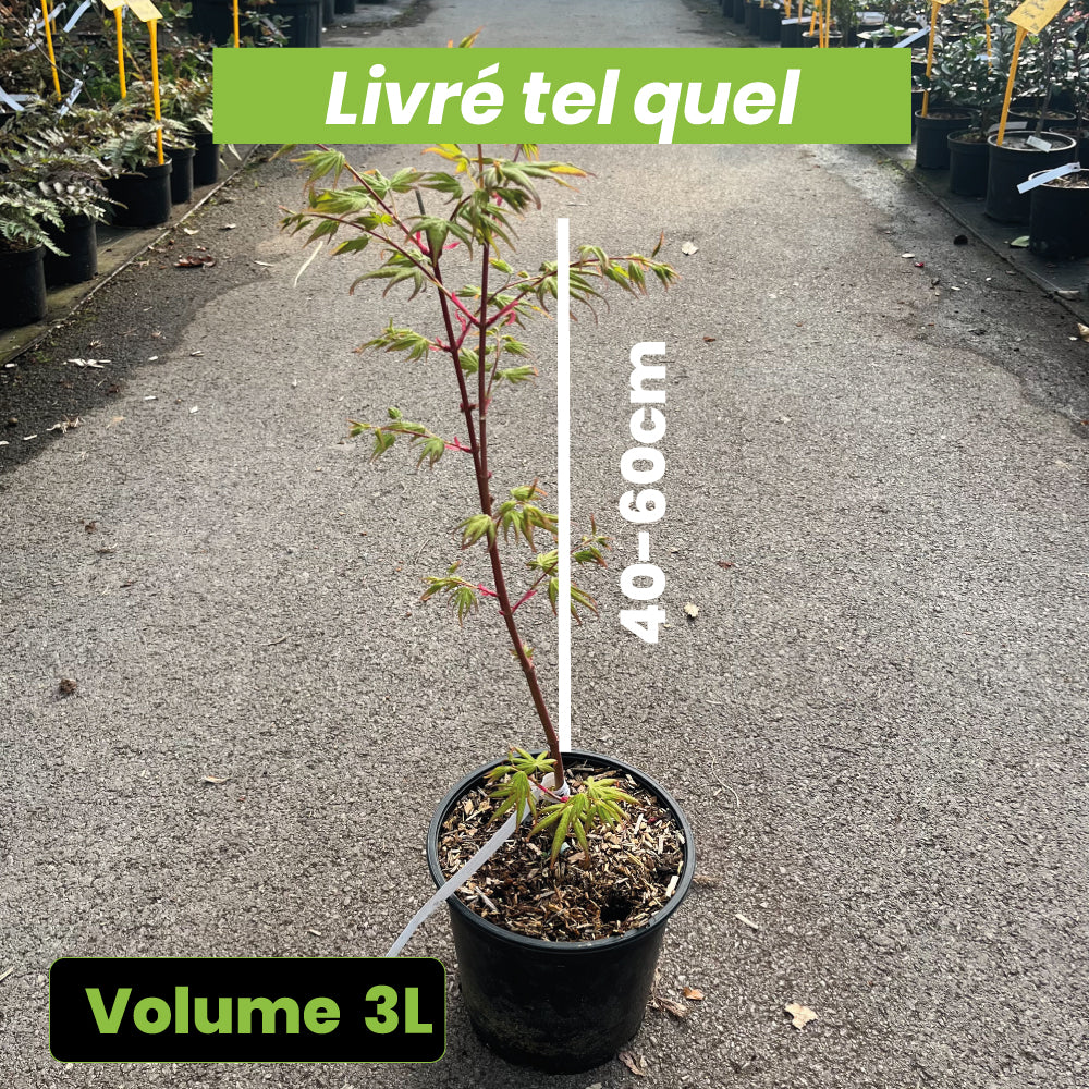 Acer palmatum "Beni Kawa" - Volume 3L / 40-60cm