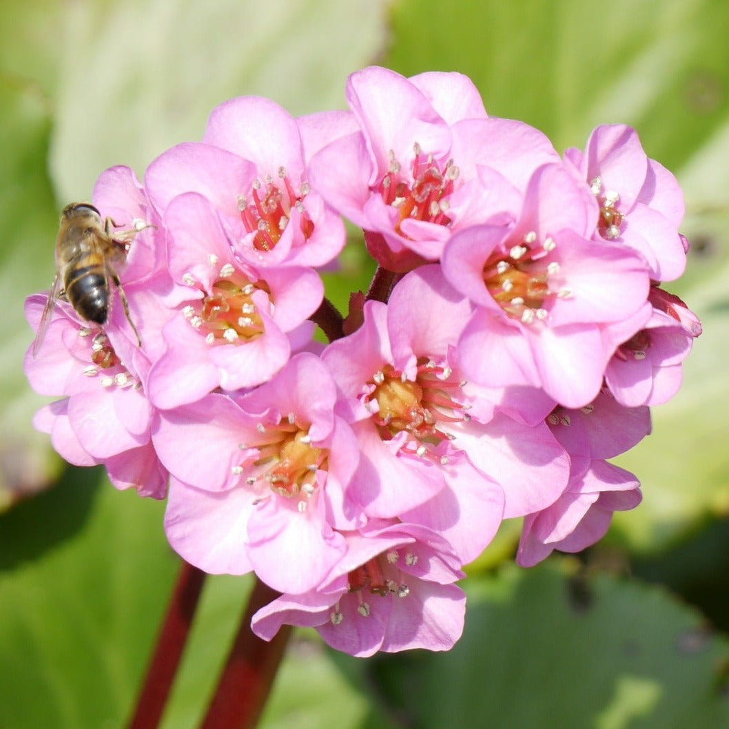 Bergenia Cordifolia - Plante des savetiers - Volume 3L / 30-40cm