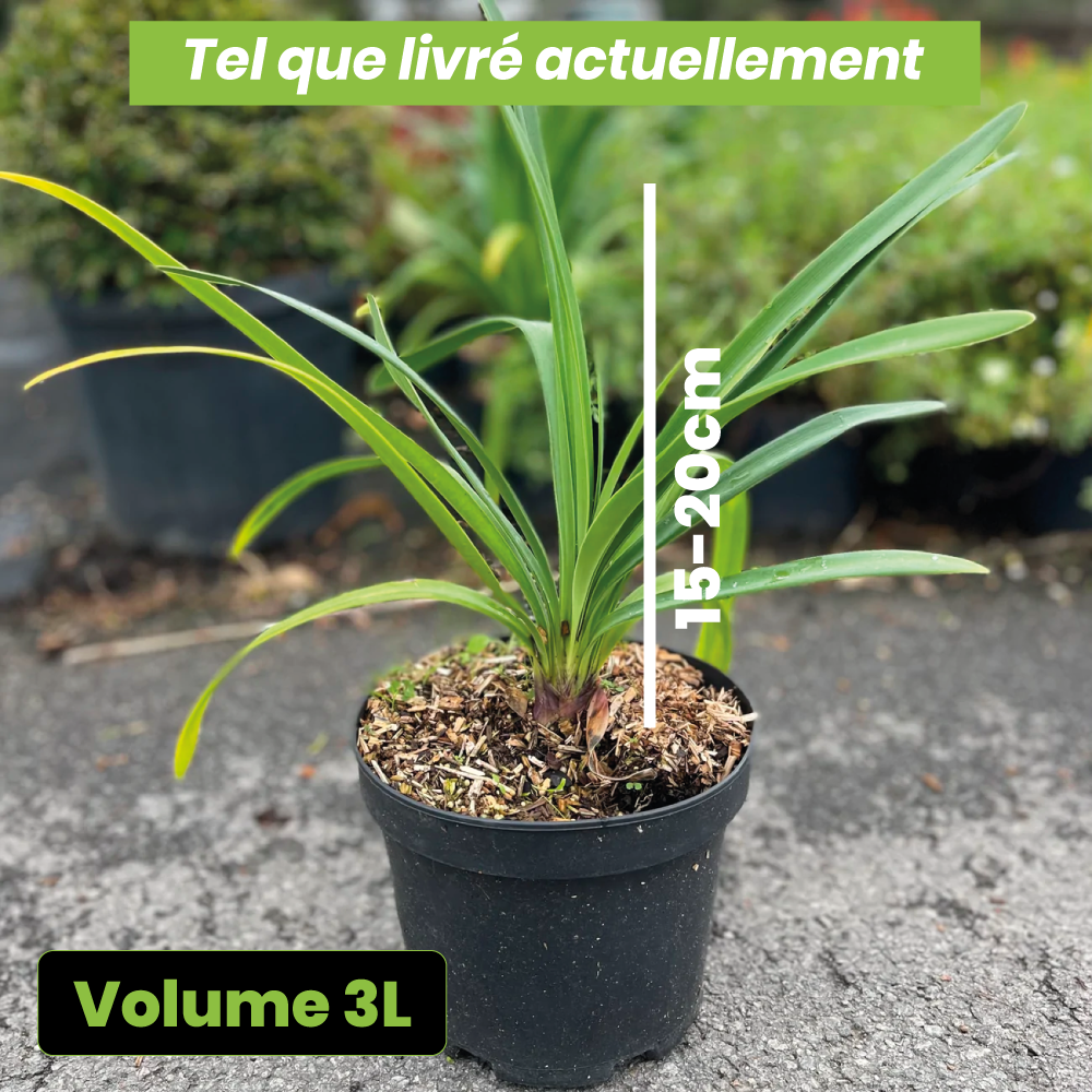 Agapanthus big blue - Volume 3L / 15-20cm