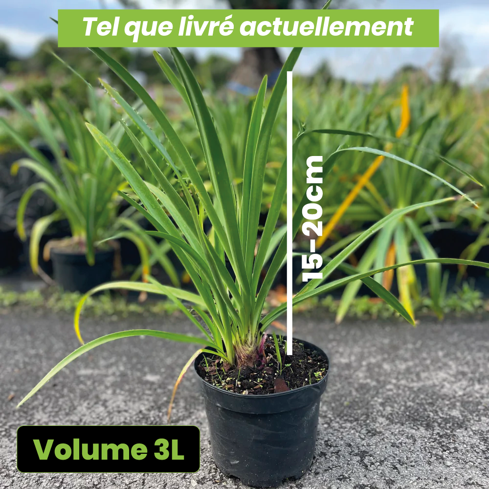 Agapanthus black pantha - Volume 3L / 15-20cm