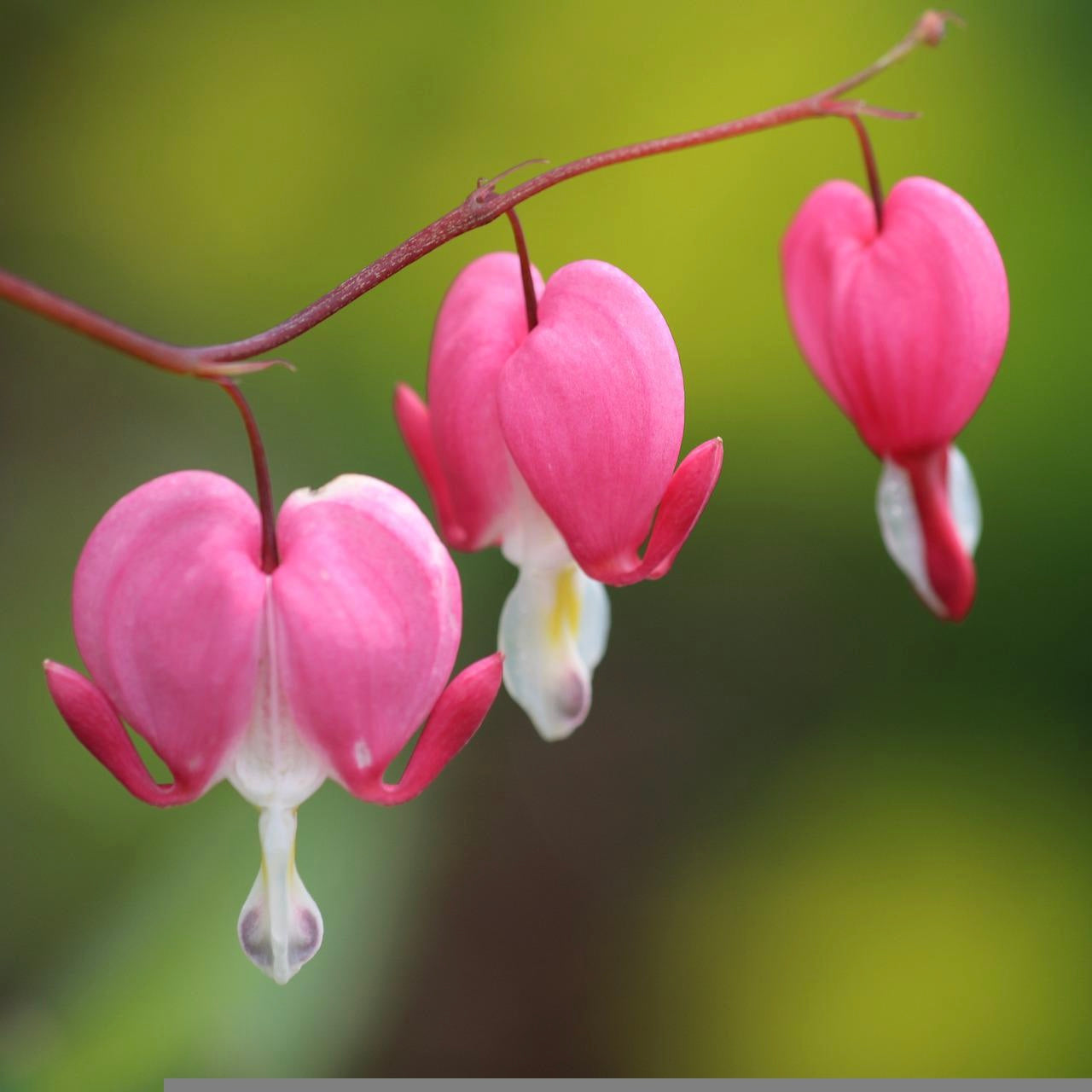 Dicentra spectabilis pink - Volume 3L / 30-40cm