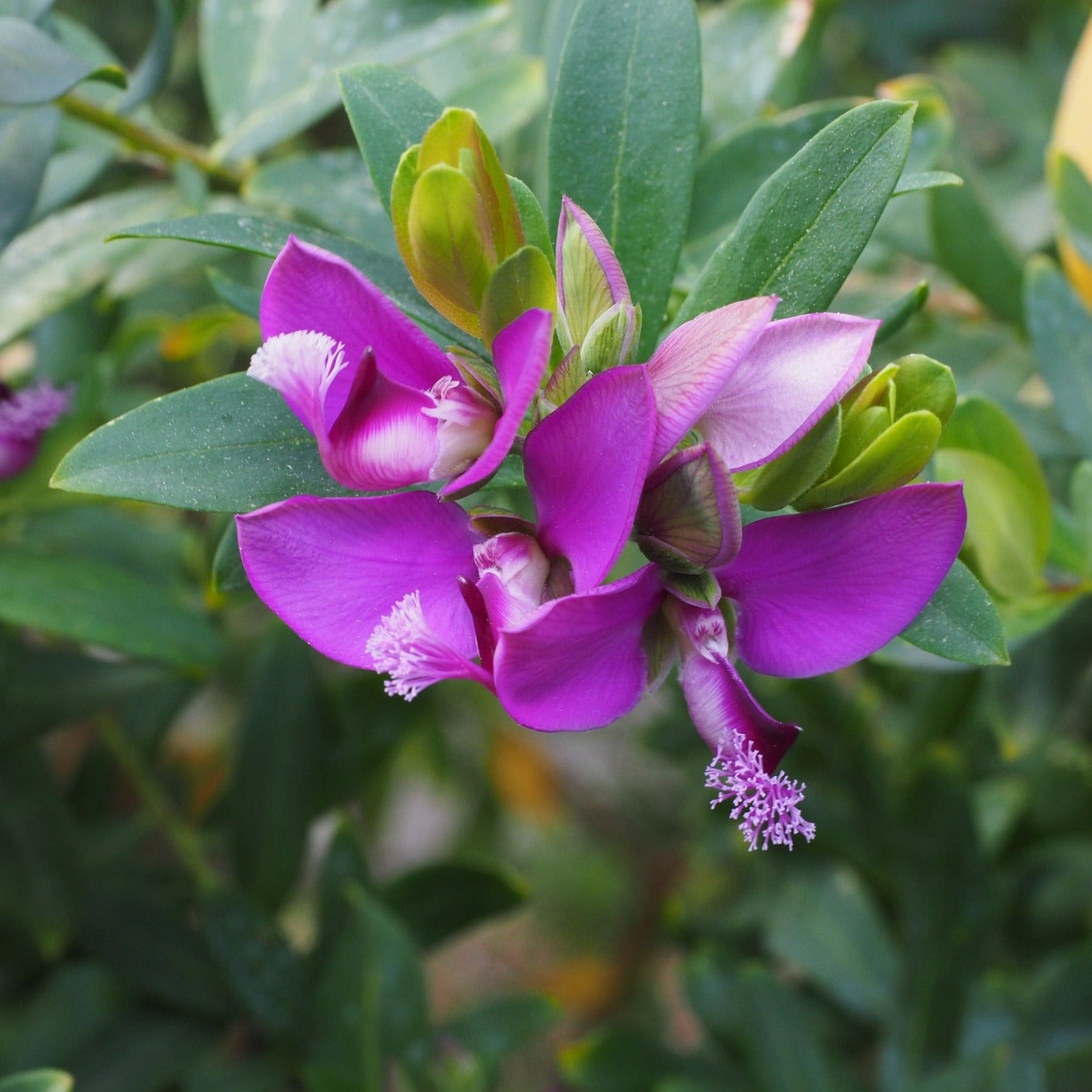 Polygala Myrtifolia - Polygale à feuilles de myrte - Volume 3L / 20-30cm
