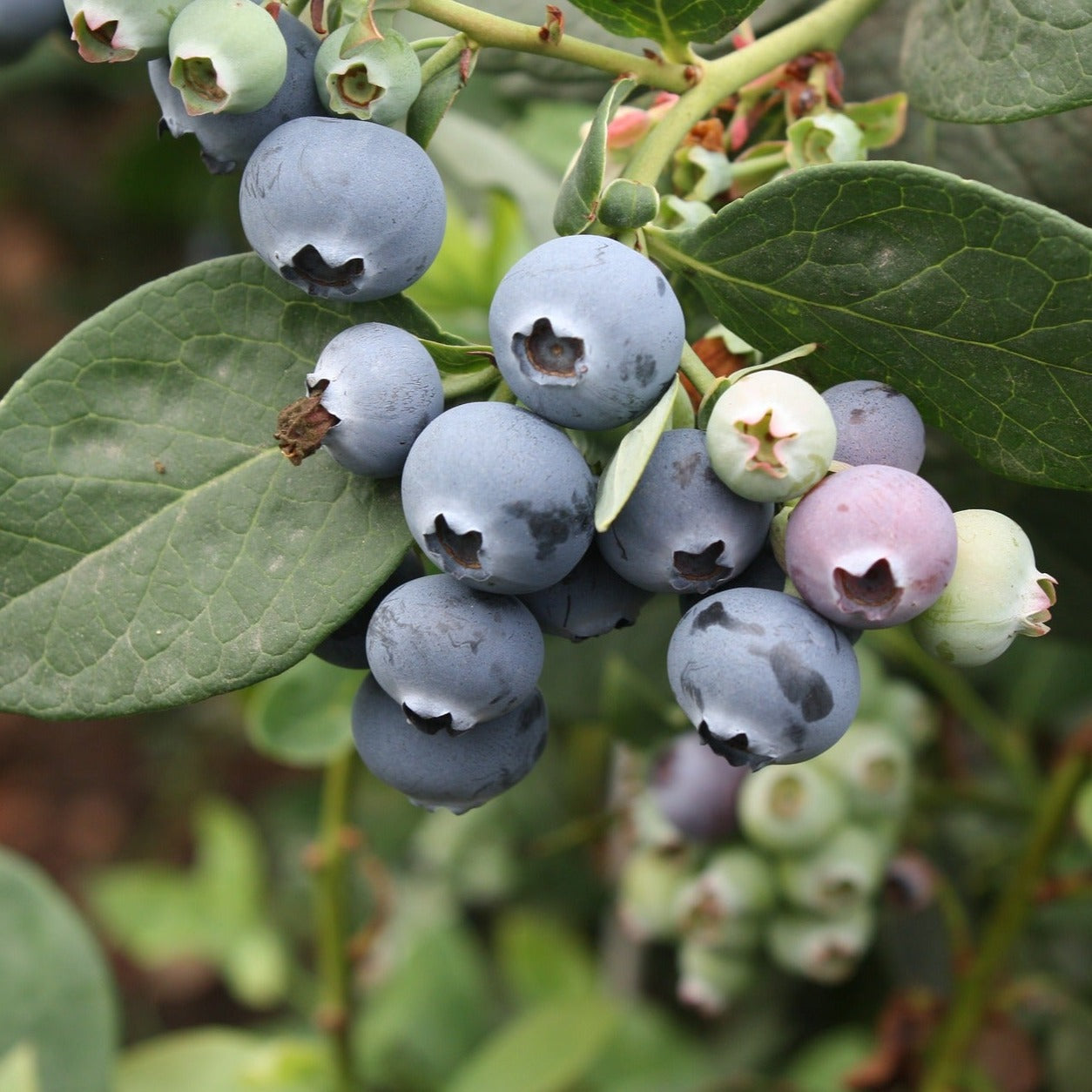 Vaccinium Corymbosum Legacy - Myrtillier compact - Volume 3L / 40-60cm