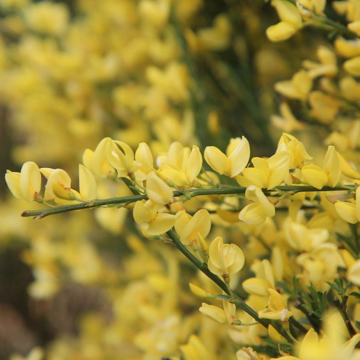 Cytisus Praecox Allgold - Genêt précoce - Volume 3L / 40-60cm
