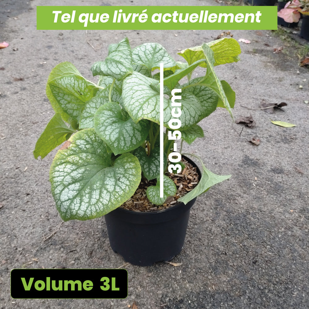 Brunnera Jack Frost