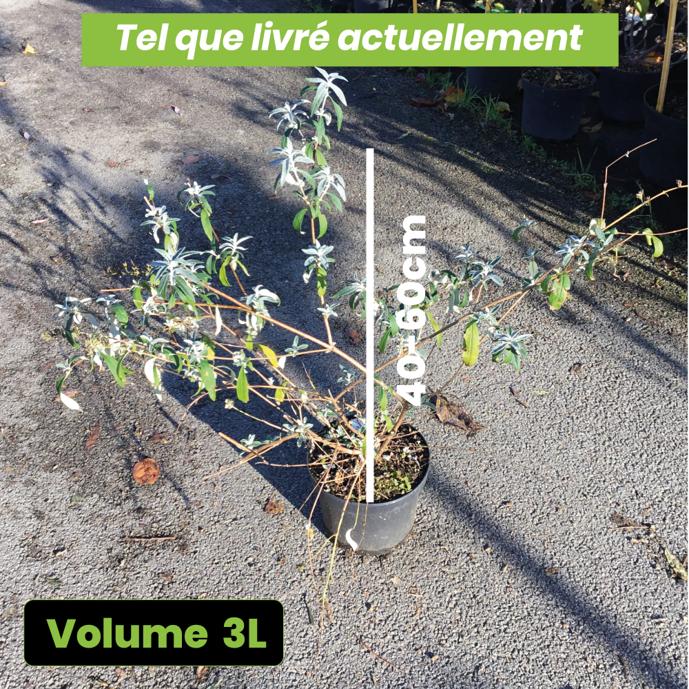 Buddleia Davidii Nanho Violette - Arbre papillons nain - Volume 3L / 40-60cm