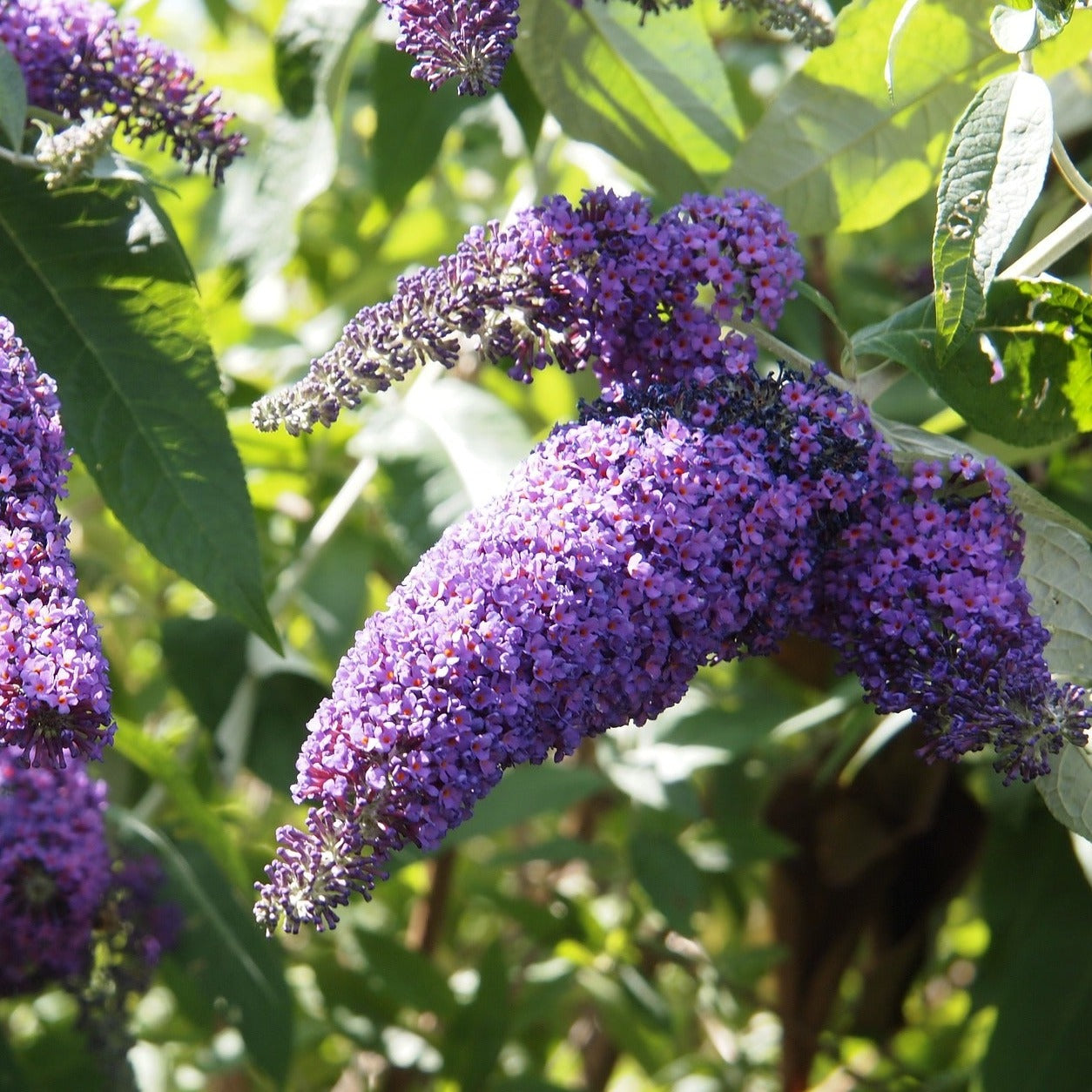 Buddleia Davidii Nanho Violette - Arbre papillons nain - Volume 3L / 40-60cm
