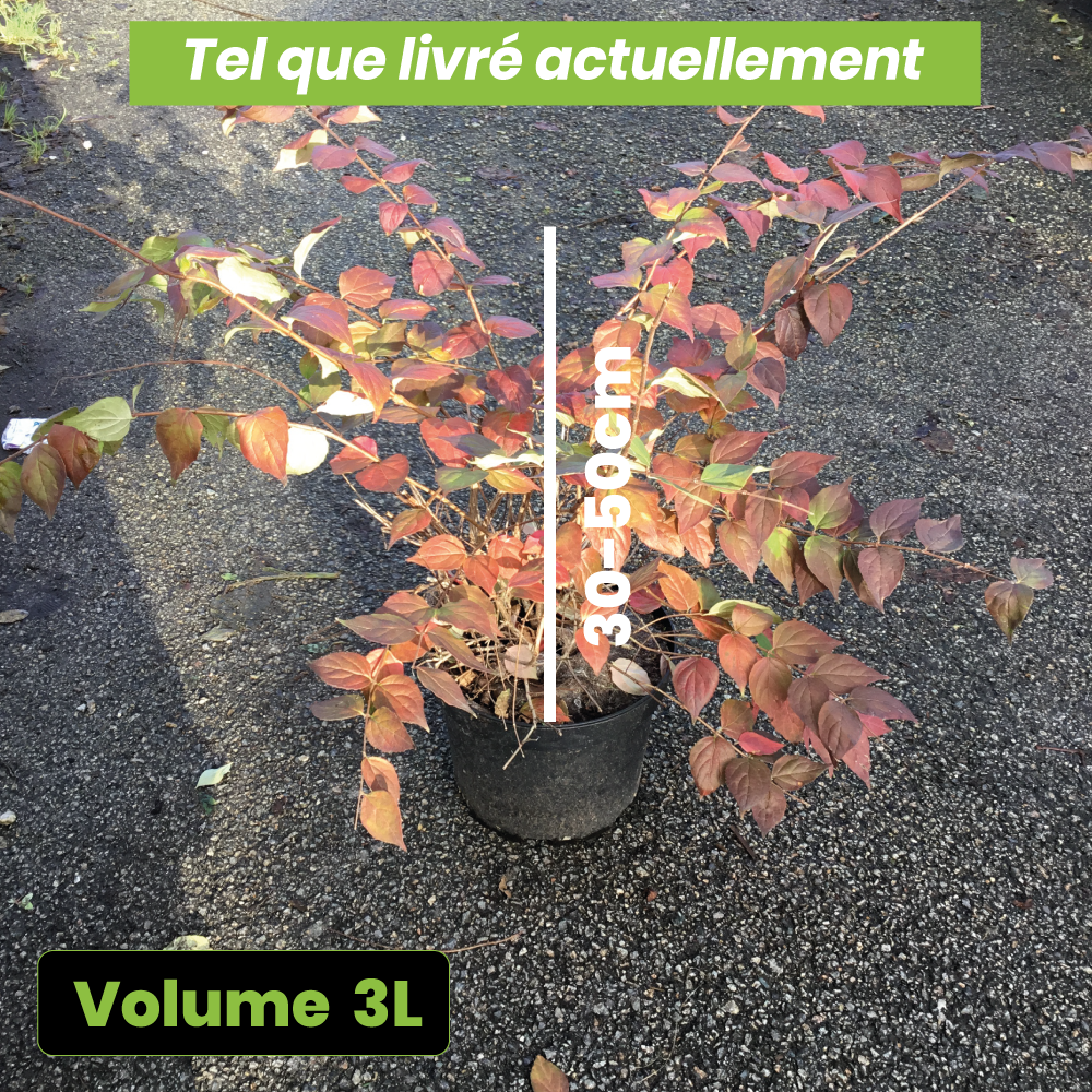 Kolkwitzia Amabilis Pink Cloud - Buisson de beauté - Volume 3L / 30-50cm