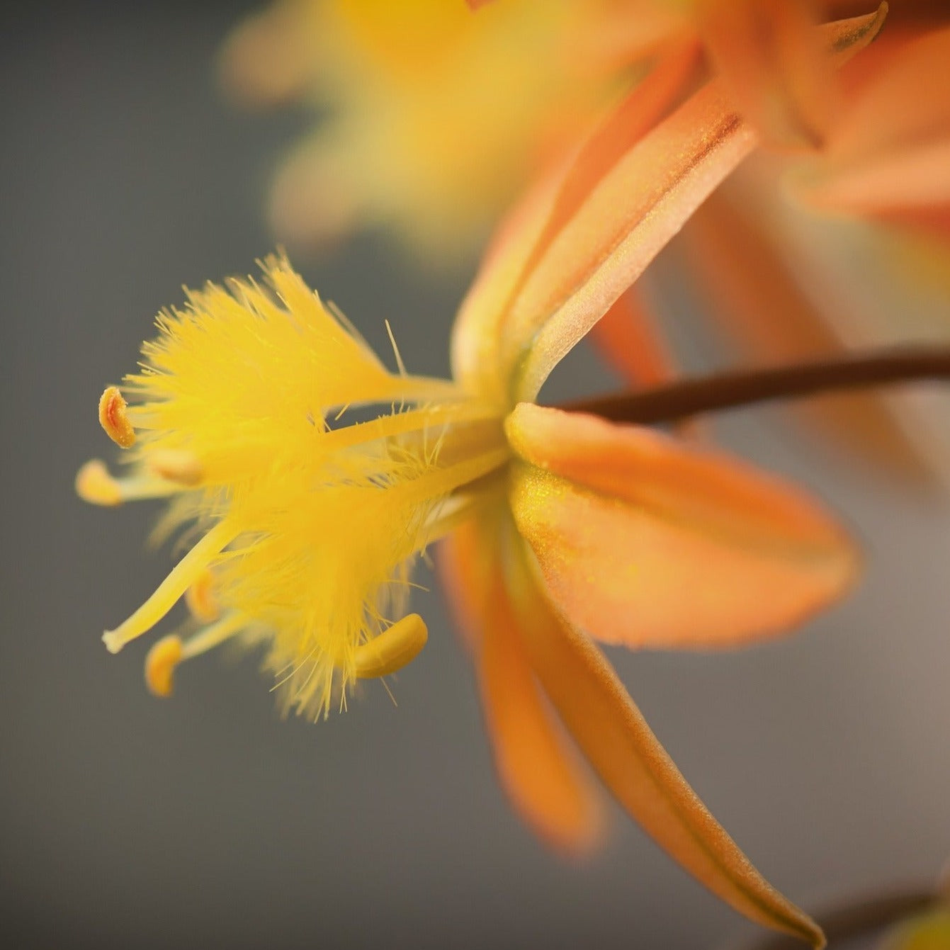 Bulbine frutescens medias/medicus - Volume 3L / 20-40cm