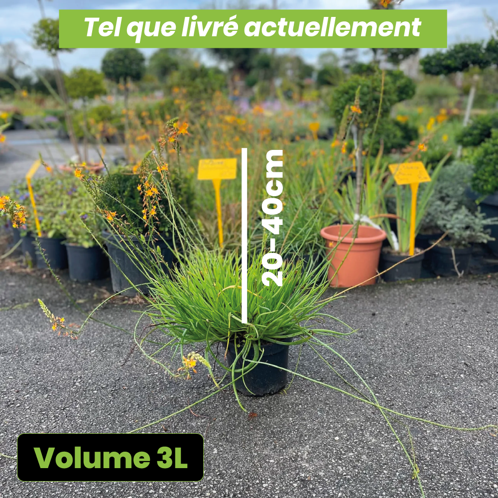 Bulbine frutescens medias/medicus - Volume 3L / 20-40cm