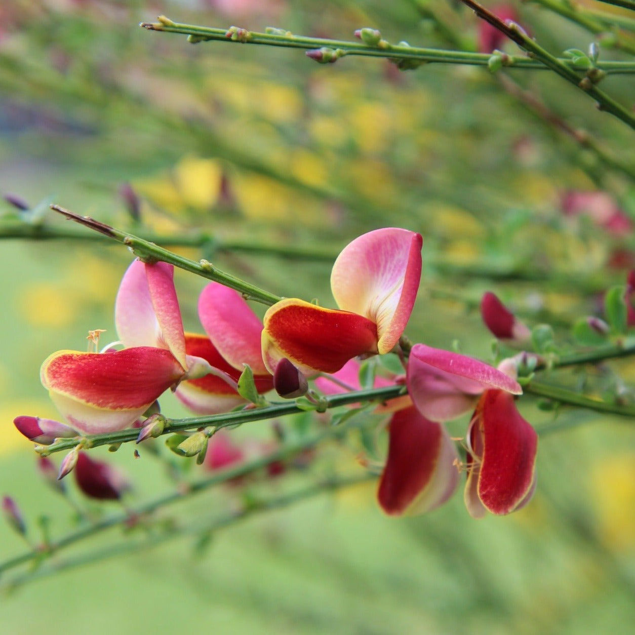 Cytisus Scoparius Burkwoodii - Genêt à balais - Volume 3L / 40-60cm