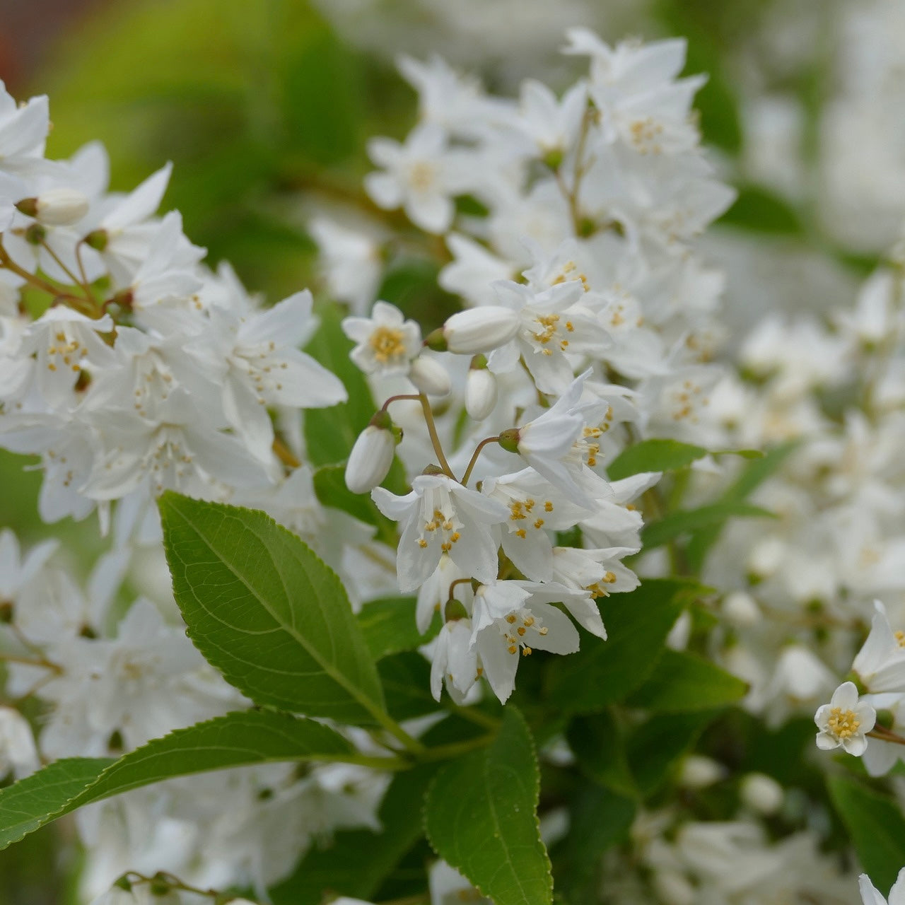 Deutzia x magnifica - Volume 3L / 40-60cm