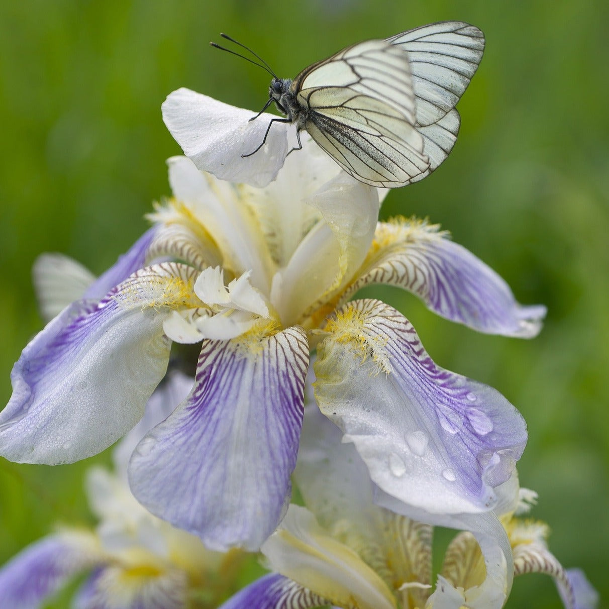 Iris sibirica ballerina dance - Volume 3L / 30-40cm
