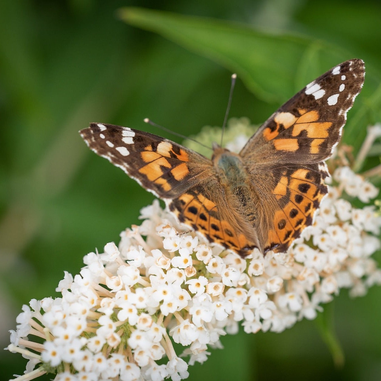Buddleia Davidii Nanho Blanche - Arbre papillons nain - Volume 3L / 40-60cm