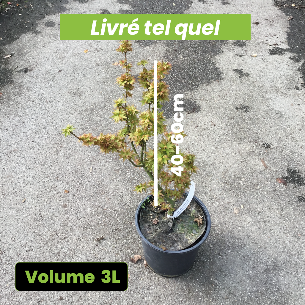 Acer Palmatum Koto Hime - Volume 3L / 40-60cm