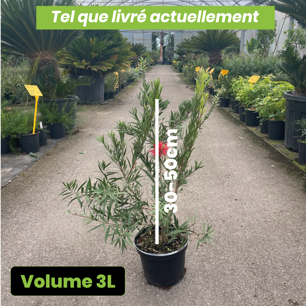 Callistemon Masotti Mini Red - Volume 3L / 30-50cm