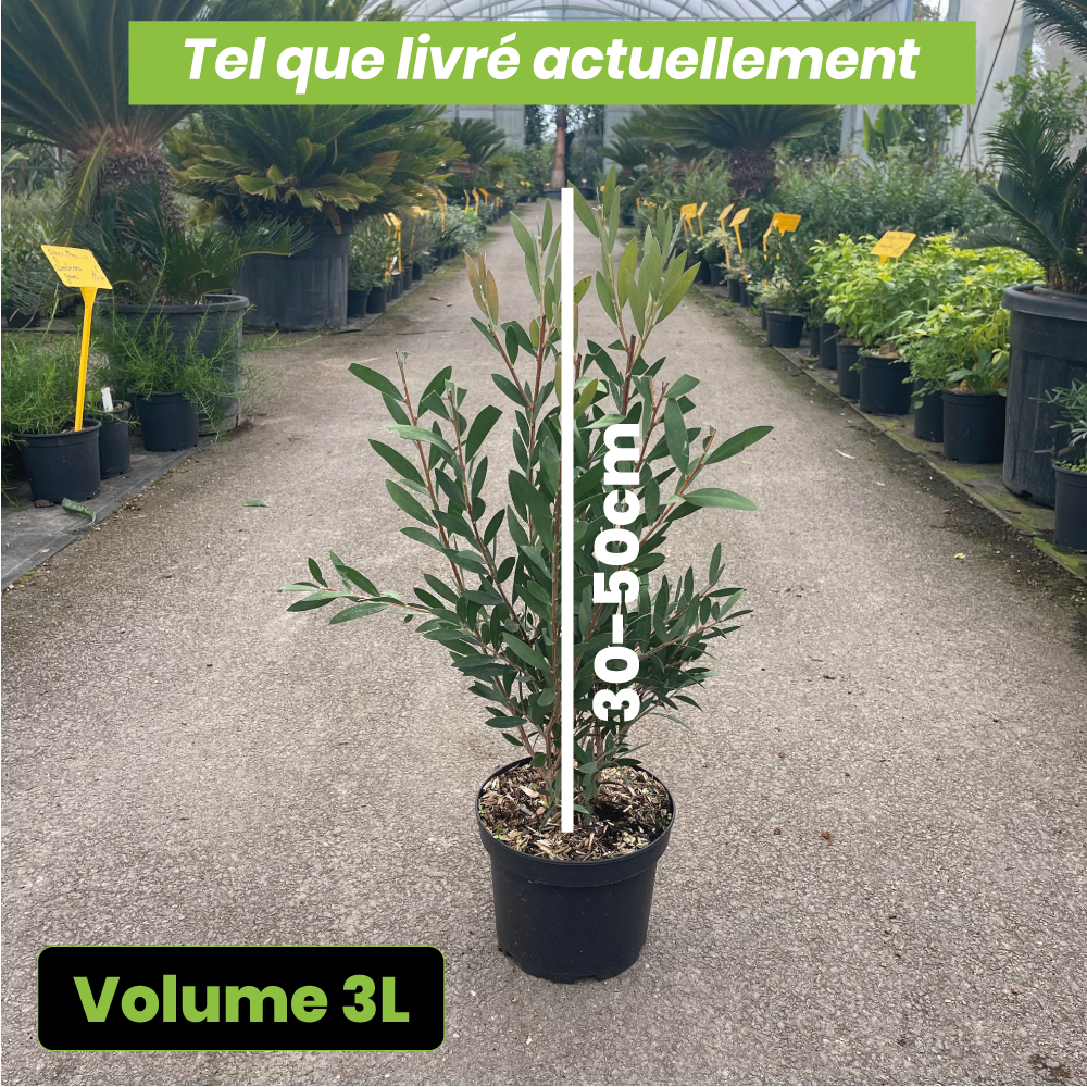 Callistemon Viminalis Inferno - Volume 3L / 30-50cm