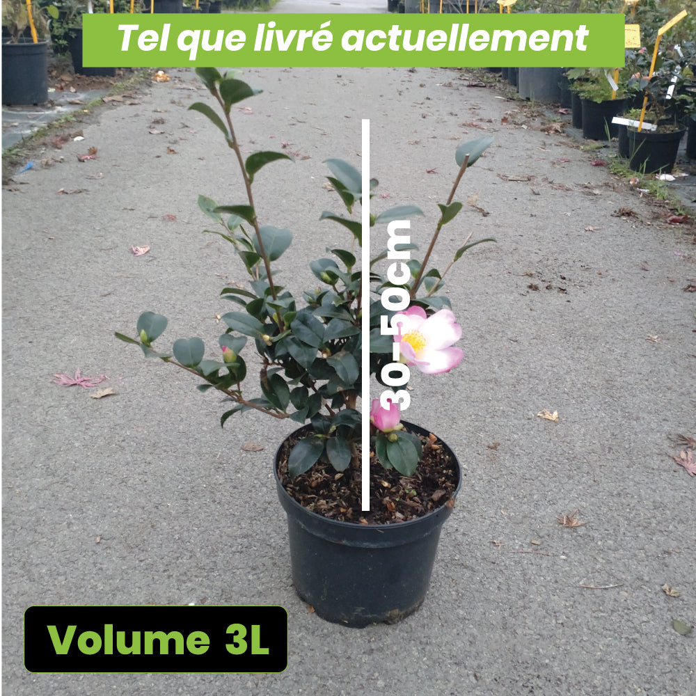 Camelia Sasanqua Versicolor - Volume 3L