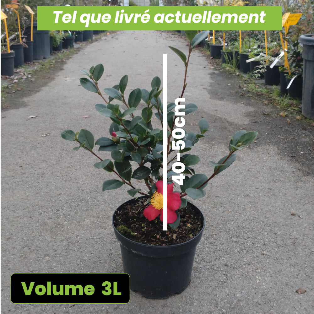 Camelia Sasanqua Yuletide - Volume 3L / 40-50cm