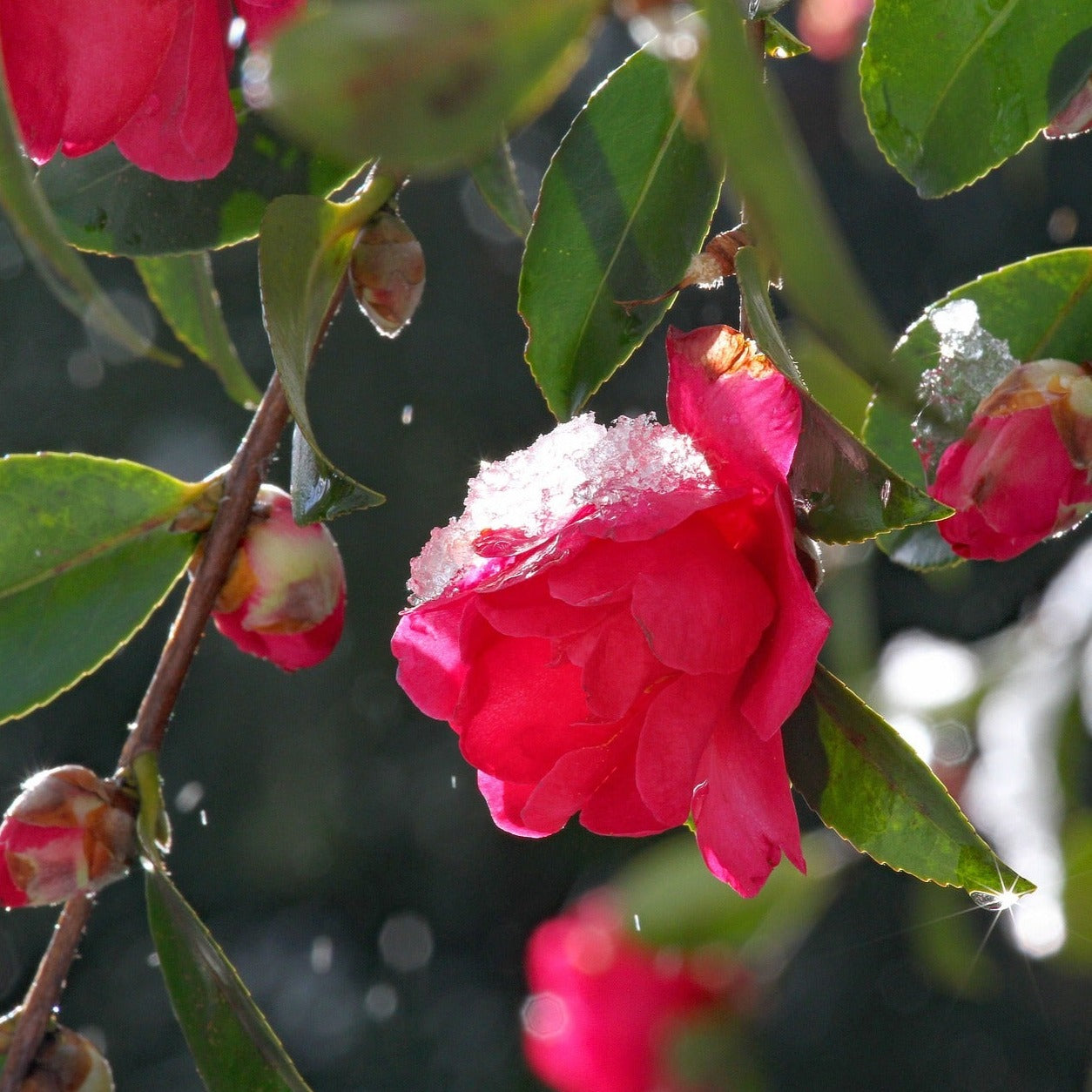 Camelia Sasanqua Yuletide