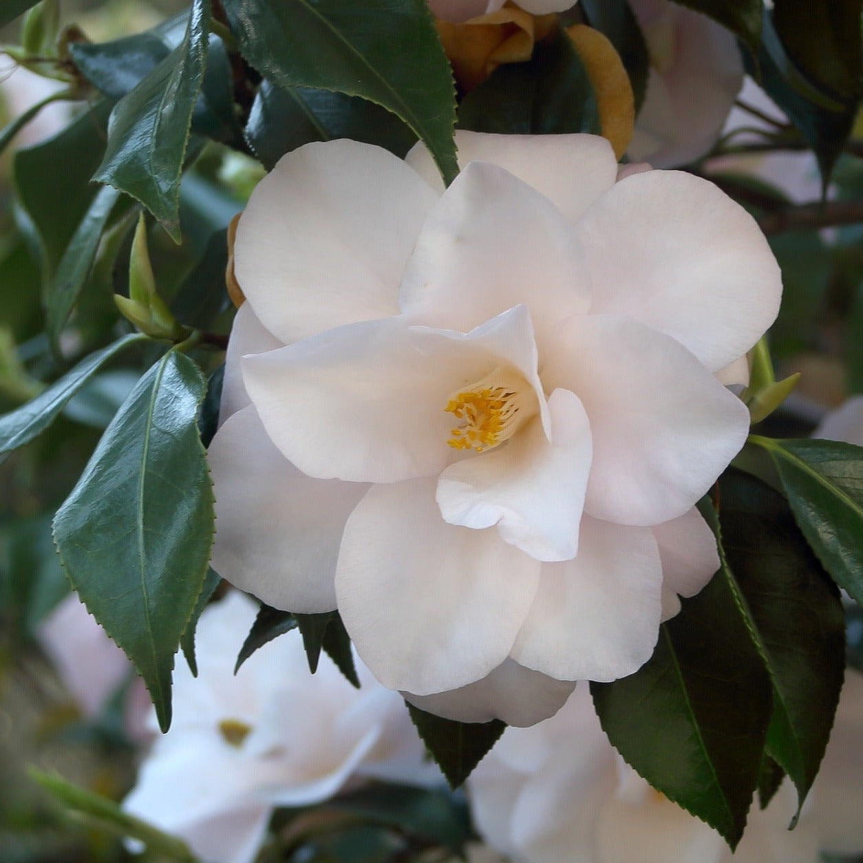Camellia Transnokoensis - Volume 3L / 20-40cm