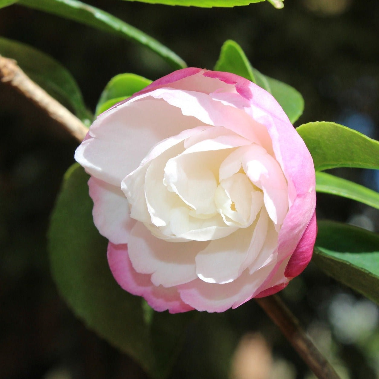 Camelia Sasanqua Versicolor