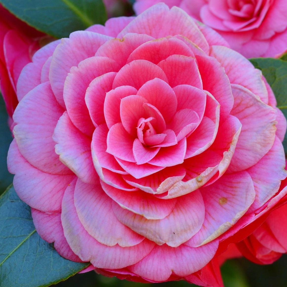 Camelia Japonica Kumasaka - Volume 3L / 40-50cm