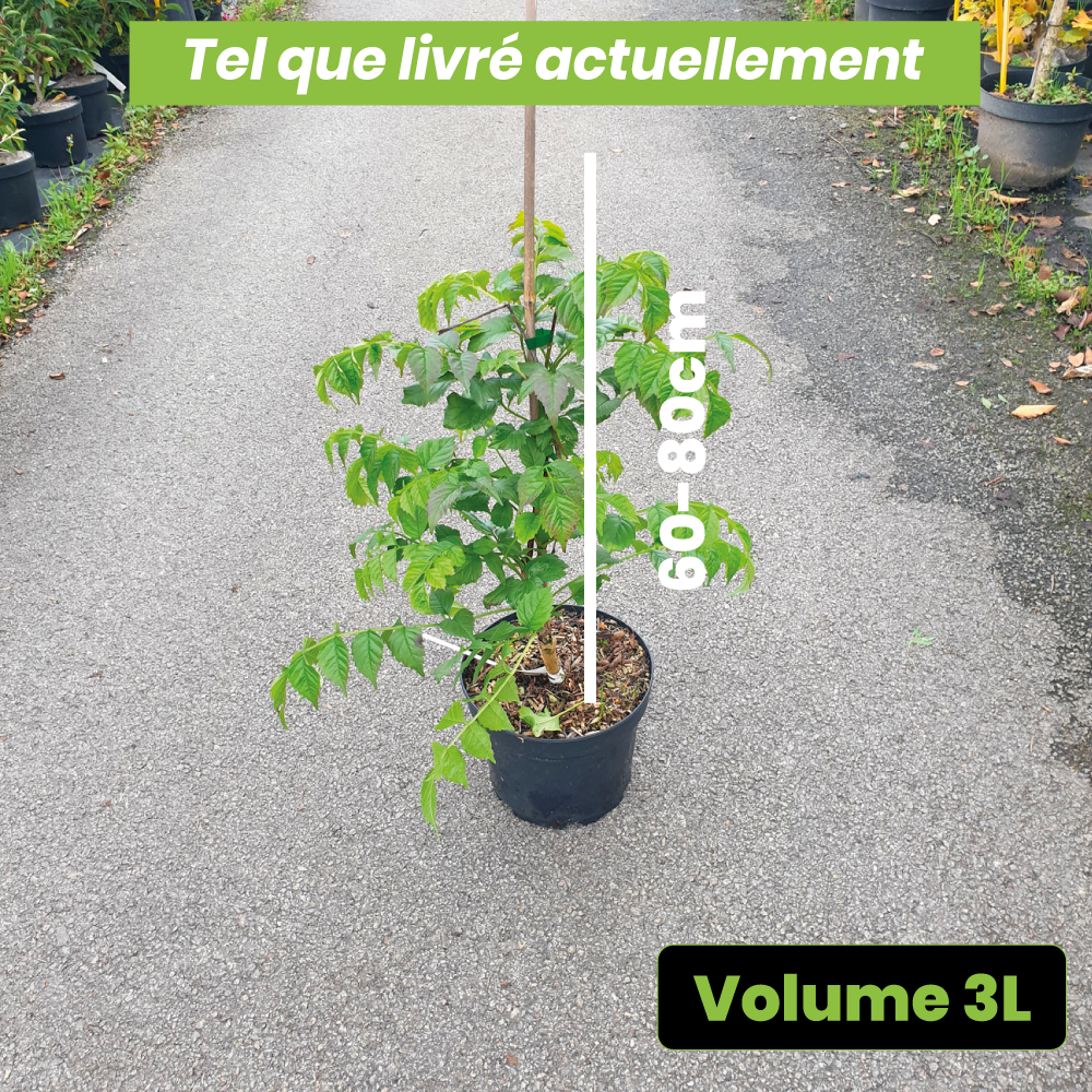 Campsis x tagliabuana "Mme Galen" - Volume 3L / 60-80cm