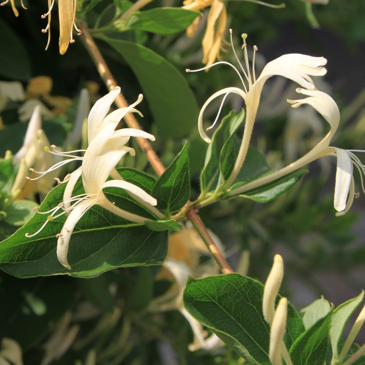 Lonicera "Hall's Prolific" - Chèvrefeuille du Japon - Volume 3L / 50-70cm