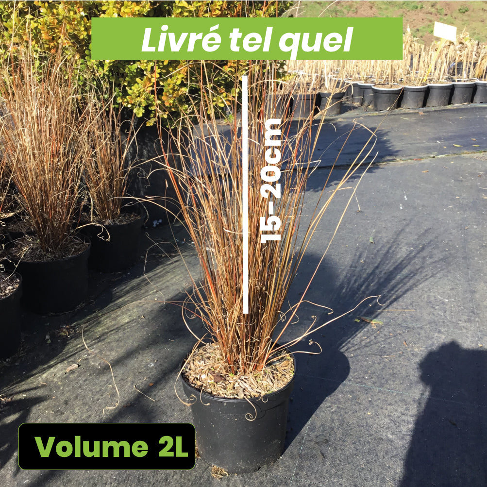 Carex Buchananii - Laîche de Buchanan - Volume 2L / 15-20cm