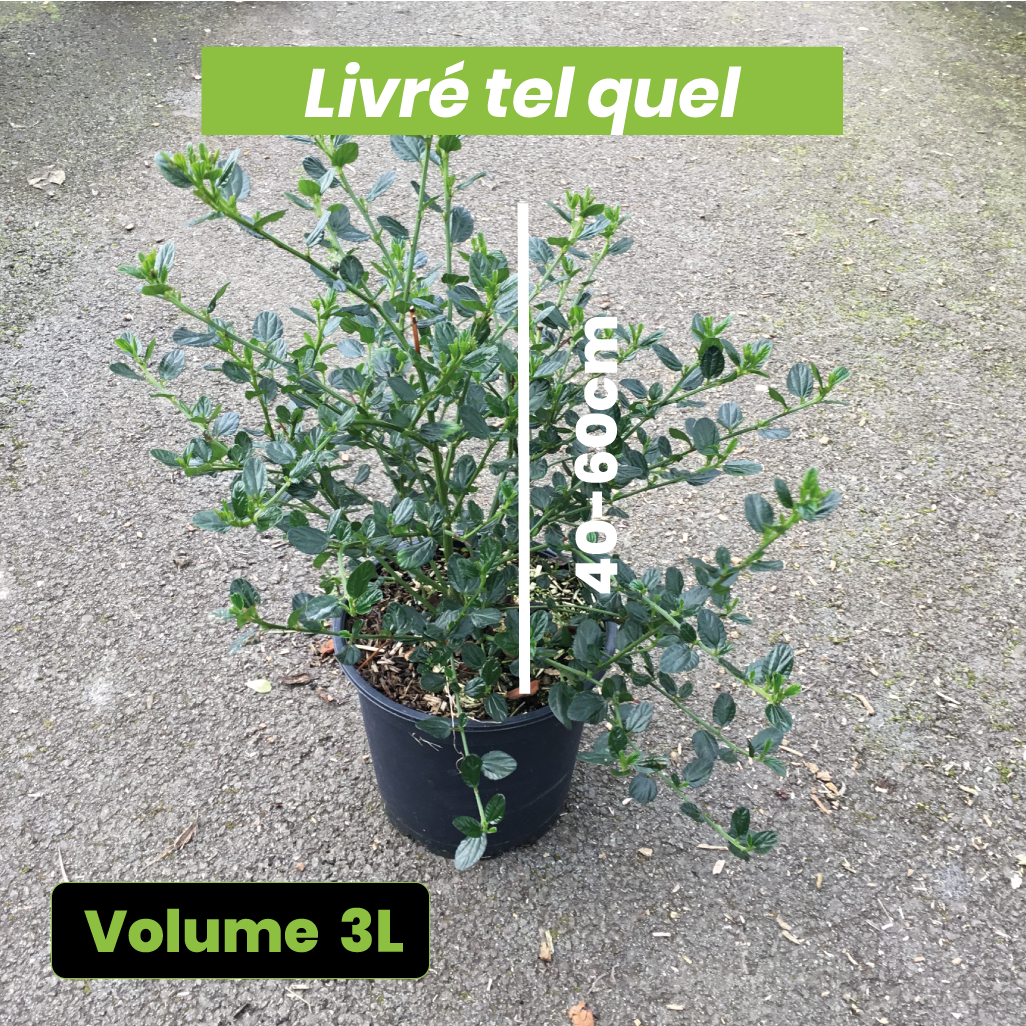 Ceanothus Skylark - Lilas de Californie - Volume 3L / 40-60cm
