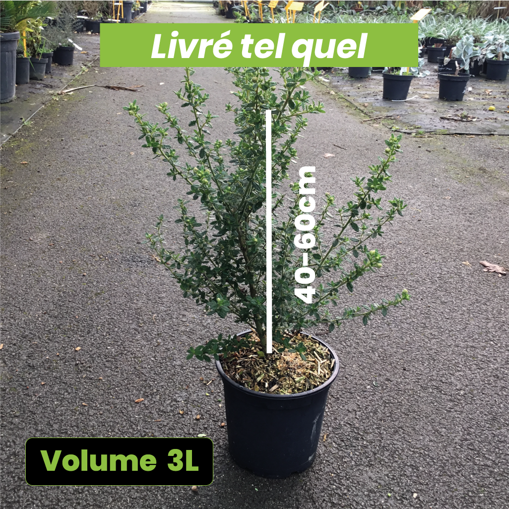 Ceanothus Impressus Puget Blue - Lilas de Californie - Volume 3L / 40-60cm