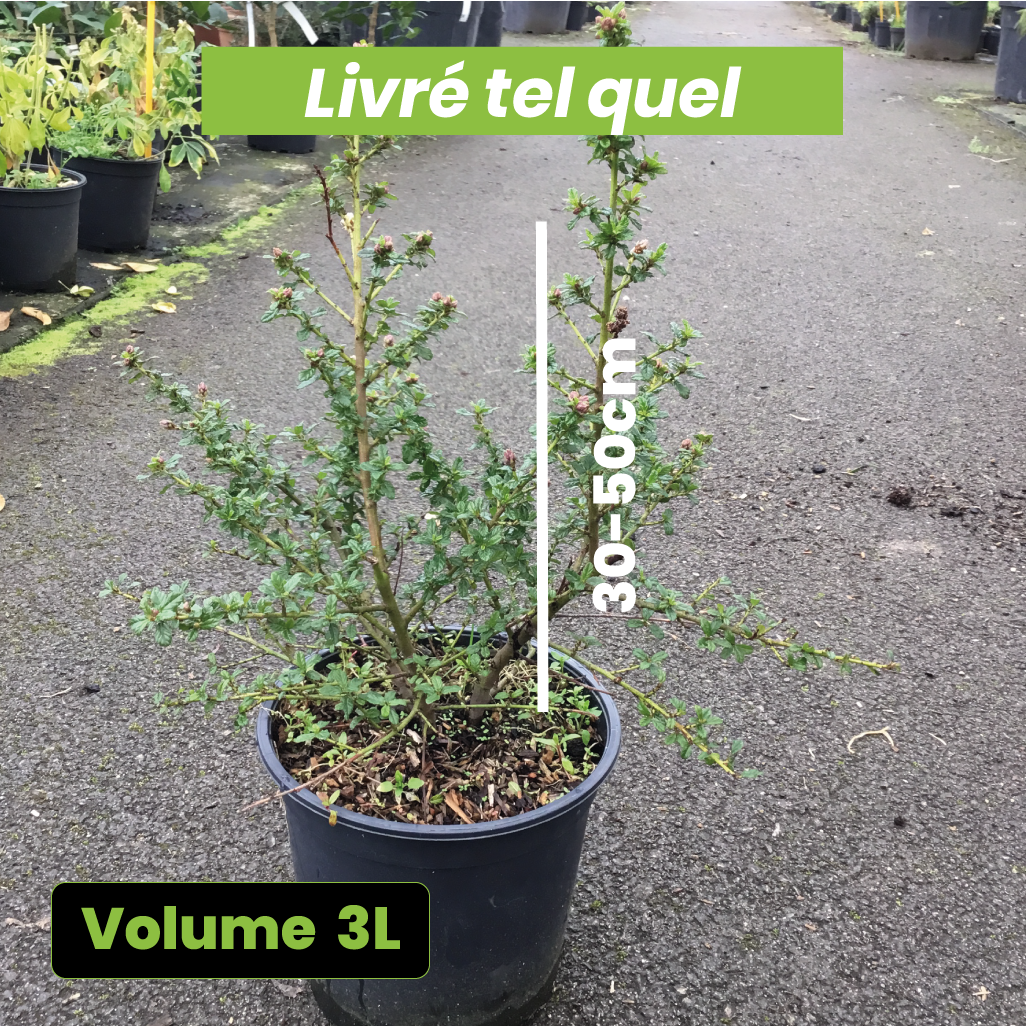 Ceanothus 'Blue Mound' - Volume 3L / 30-50cm